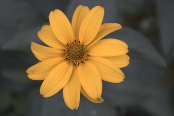 yellow daisy flower