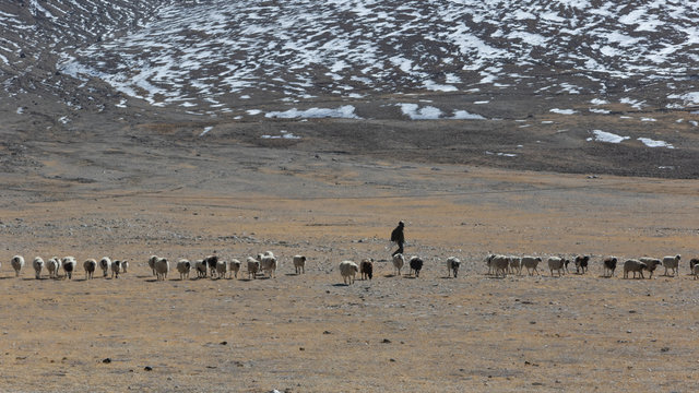 A Shepard walking with his sheep grazing on meadows of Tibetan plateau in Sikkim with snow clad mountains in the background