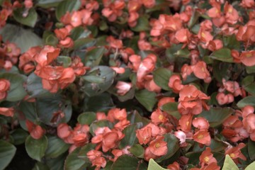 red and yellow flowers