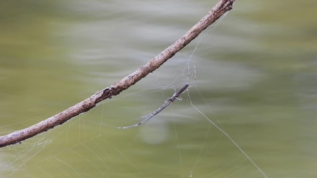 Spider in web UHD 4k video .