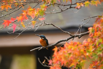 紅葉した枝に止まるカワセミです