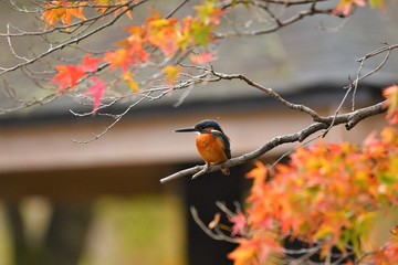 紅葉した枝に止まるカワセミです