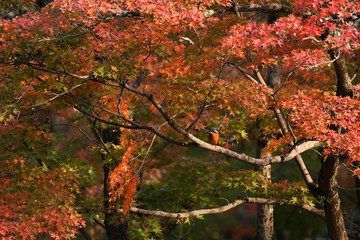 紅葉した枝に止まるカワセミです