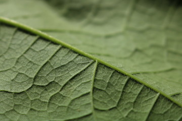 Bright green leaf zoomed in	