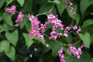 Tiny pink flowers look like a bush.