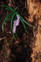 Natural Foxtail Orchid or Rhynchostylis retusa hanging on tree in forest