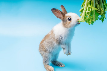 Adorable little young brown and white rabbits getting up to eating green fresh lettuce leaves on isolated blue background. Animal eat vegetable and Easter concept.