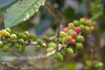 fresh coffee beans in plants tree in garden