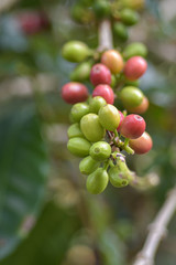 fresh coffee beans in plants tree in garden