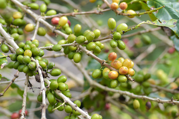 fresh coffee beans in plants tree in garden