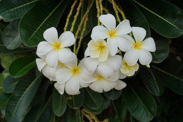 Fototapeta na wymiar close up Plumera flowers or Frangipani.