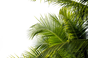 Fototapeta na wymiar coconut palm leaf isolated on white with clipping path for object and retouch design.