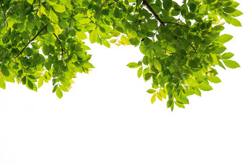 Tree branch with green leaf isolated on white with clipping path for object and retouch design.