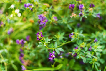 Alfalfa blooms with purple flowers growing animal feed on the farm. - 371904457