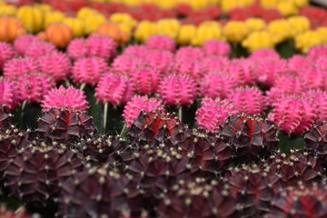 Cactus background pattern gymnocalycium mihanovichii in many colors, brown, pink, yellow, orange, red or Moon cactus