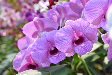 Obraz na płótnie Canvas purple orchid in the garden