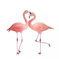 Fotobehang Twee roze flamingo, romantisch verliefd stel. Tropische exotische vogel roos flamingo& 39 s geïsoleerd op een witte achtergrond. Aquarel hand getekend realistische dieren illustratie. Zomervogel voor trouwkaarten © Marina Lahereva