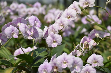 Obraz na płótnie Canvas Gentle pink orchid on nature background
