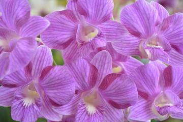 purple orchid background