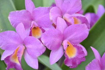 purple orchid flower