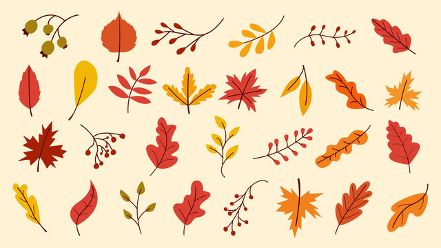 Autumn Leaves Set, Vector Illustration, Autumn leaves or fall foliage icons, Falling poplar, autumn leaves for seasonal holiday greeting card design