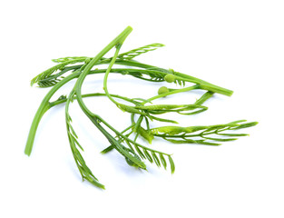 Fototapeta premium Leucaena an isolated on white Background