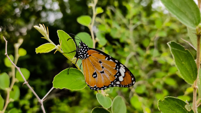 butterfly on a green bush