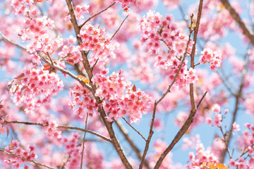 Thai Sakura flower background in winter season on tree, prunus cerasoides