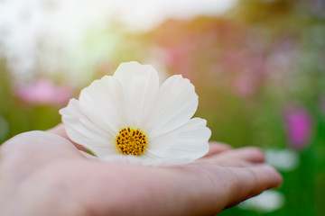 Close up hand of woman holding beautiful white cosmos flower in her palm with cosmos flower field background.