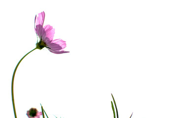 Soft focus of blooming purple cosmos flower on white background