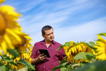 farmer in sunflower field