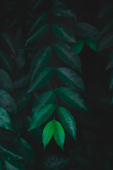 Top view leaf background.Green leaves color tone dark in the morning.photo concept nature and plant.