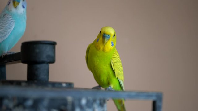 Cute domestic pet bird, parrot close-up