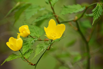 ヤマブキの黄色い花