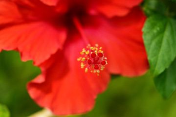 真っ赤なハイビスカスの花のアップ