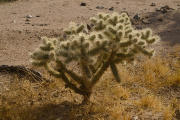 Almost othr worldly, cactus image shown it pattern, size, detail and of nature. Its tough it has to be in to survuve in harsh Joshua tree desert
