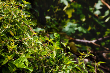 Iguana verde peque&ntilde;a escondida entre las hojas