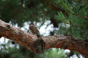 樹上でさえずるスズメの幼鳥