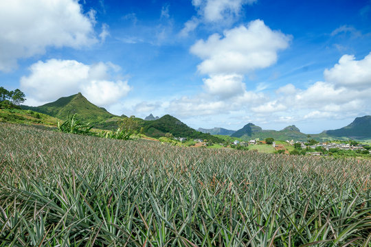 Pineapple field landscape with mountains