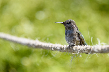  Hummingbird perched on a rope with its tongue, against a green background
