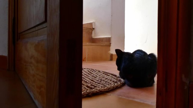 A little black cat lays at the entrance of the house
