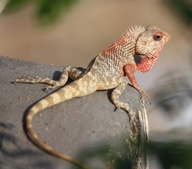 bearded dragon lizard