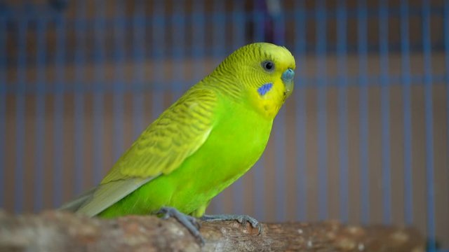 Cute domestic pet bird, parrot close-up