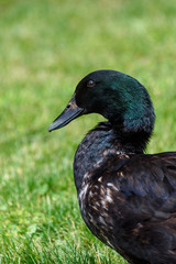 
Pet black and green Cayuga duck posing on a green lawn
