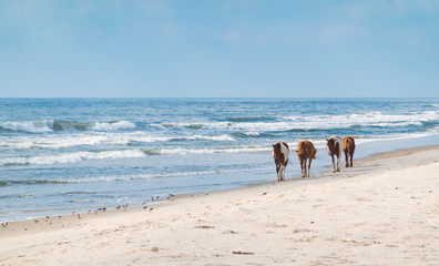 Ponies on the coast in Assateague state park