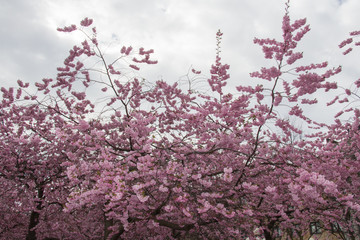 The view of beautiful pink cherry blossom tree crown, spring in Sweden.