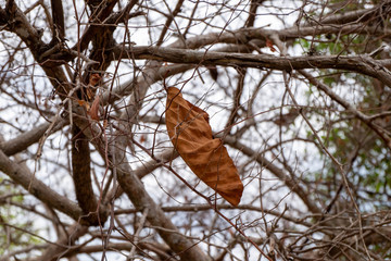 
Dry leaves on treetops