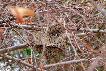 
Love birds on the dry treetops