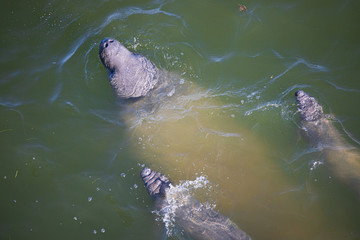 mammal sea swimming manati con gemelos wildlife