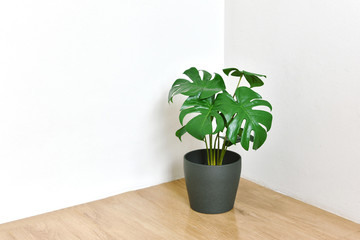 Artificial plant, Philodendron monstera planted on room corner, Indoor tropical houseplant for home and living room interior.